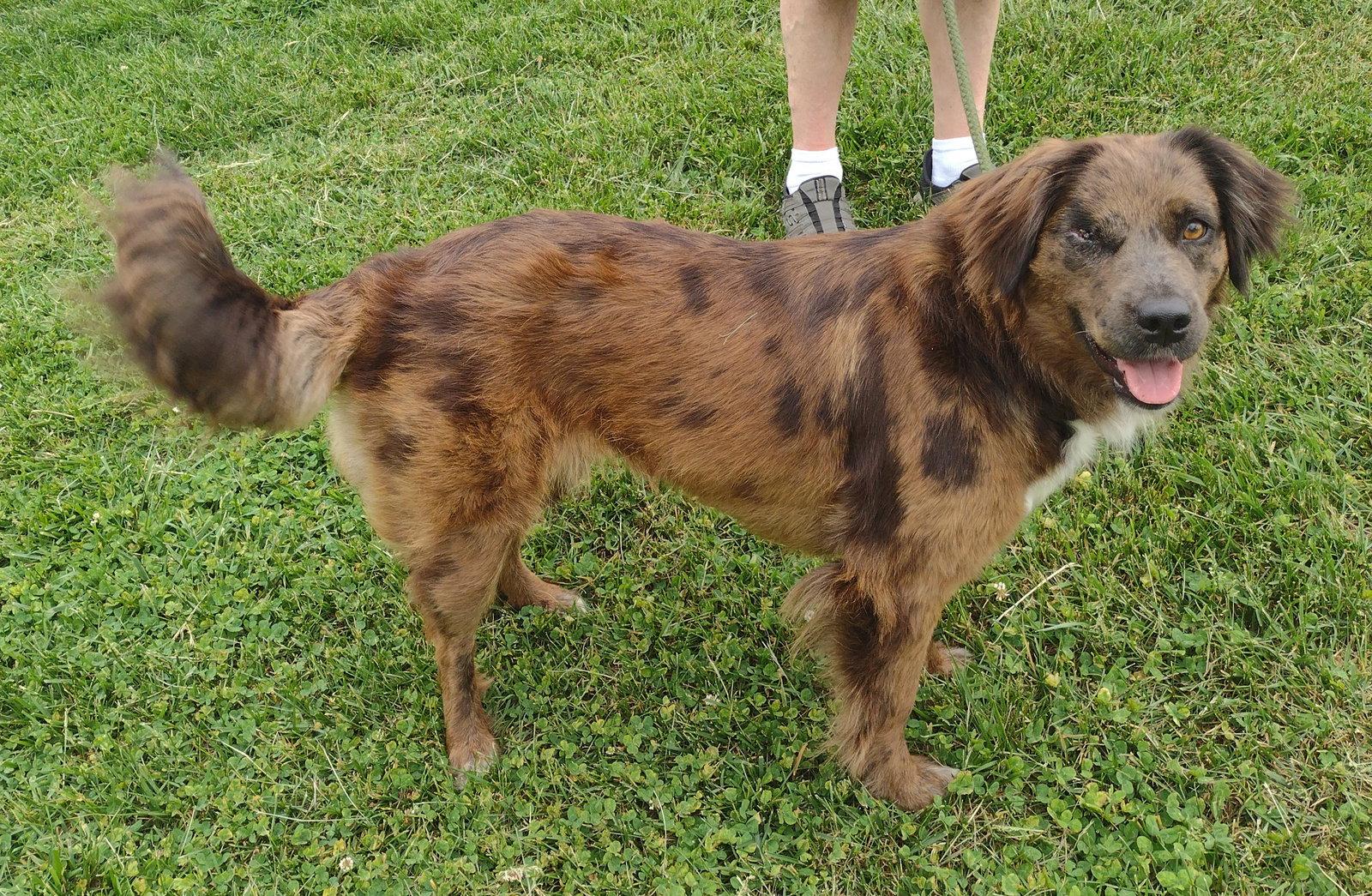 Hershey, Adoptable, Adult Female Australian Shepherd.