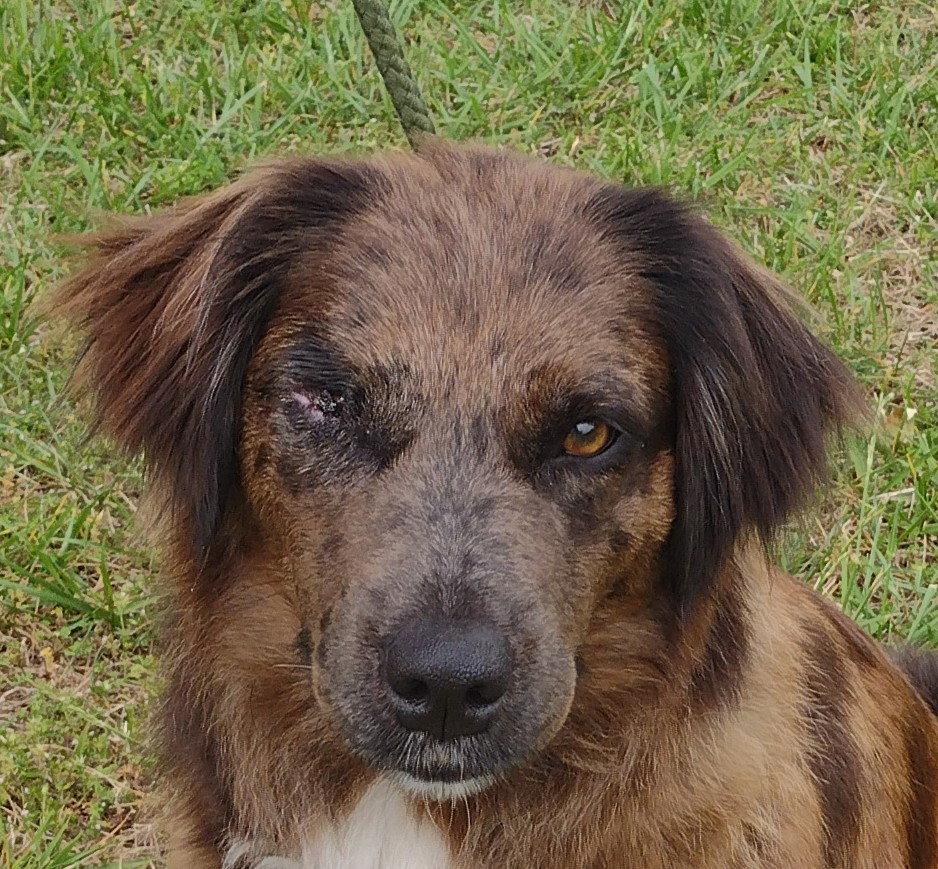 Hershey, a Adoptable Australian Shepherd in Cookeville, TN image 2/3