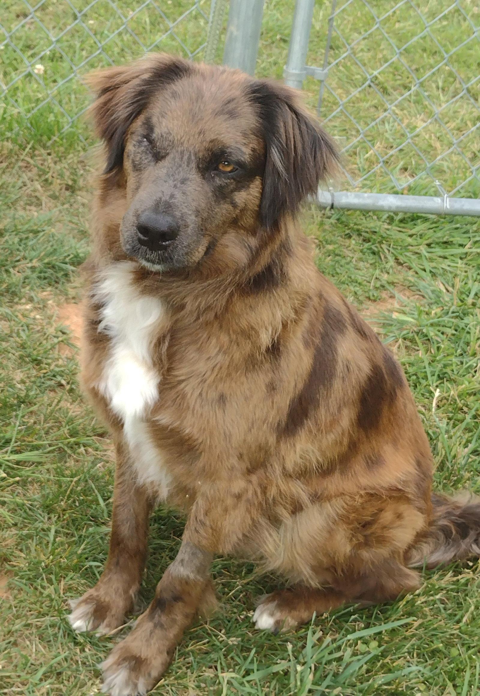 Hershey, a Adoptable Australian Shepherd in Cookeville, TN image 3/3