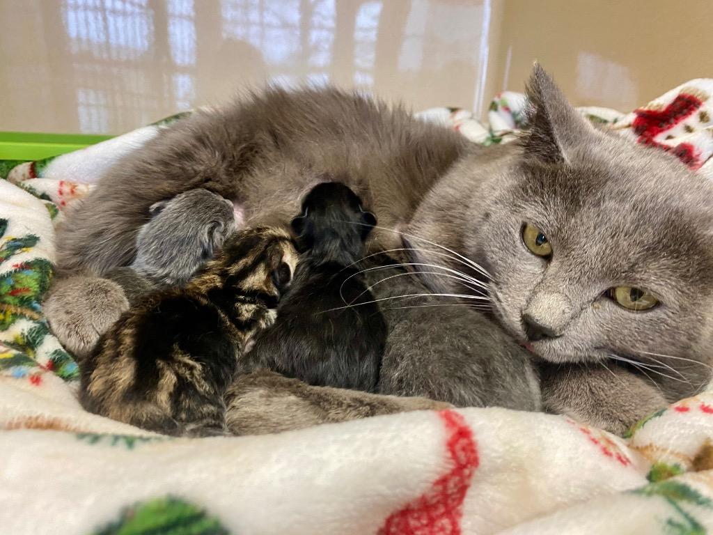 Baby Cakes, Adoptable, Adult Female Domestic Short Hair.