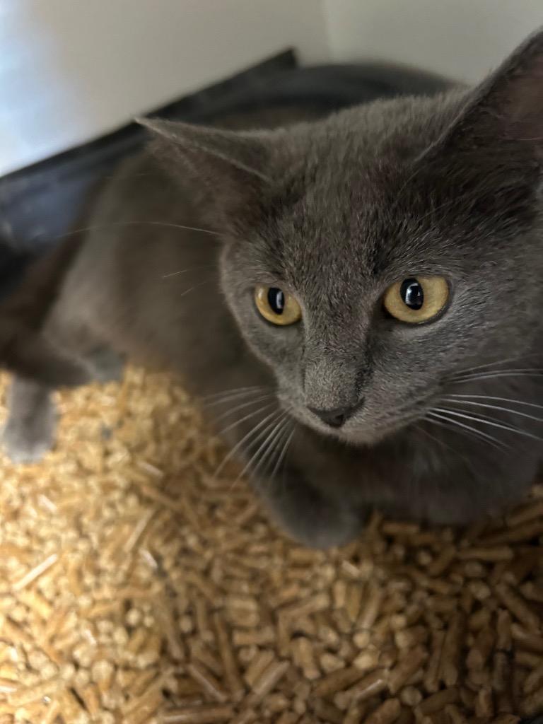 Enlarge Baby Cakes, a Adoptable mixed breed in West Union, OH image 2/5