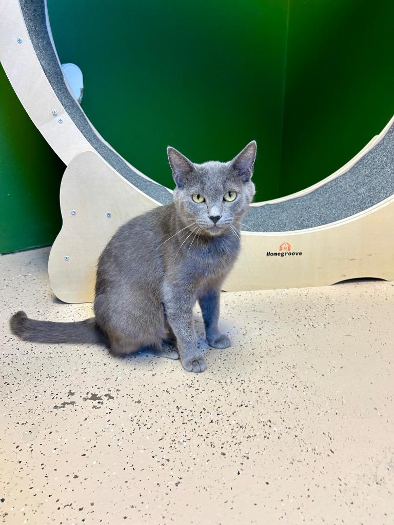 Enlarge Baby Cakes, a Adoptable mixed breed in West Union, OH image 3/5