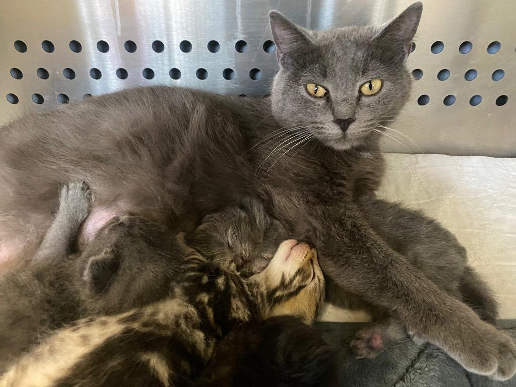 Enlarge Baby Cakes, a Adoptable mixed breed in West Union, OH image 4/5