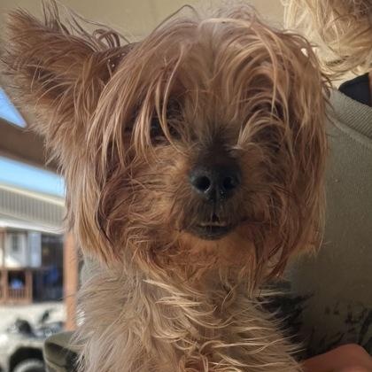 Phoebe, an adopted mixed breed in Tinley Park, IL image 4/4