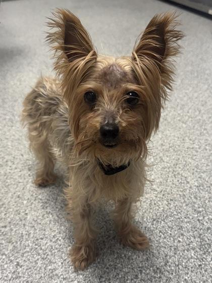 Phoebe, an adopted mixed breed in Tinley Park, IL image 2/4