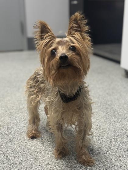 Phoebe, an adopted mixed breed in Tinley Park, IL image 3/4