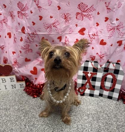 Phoebe, an adopted mixed breed in Tinley Park, IL image 1/4