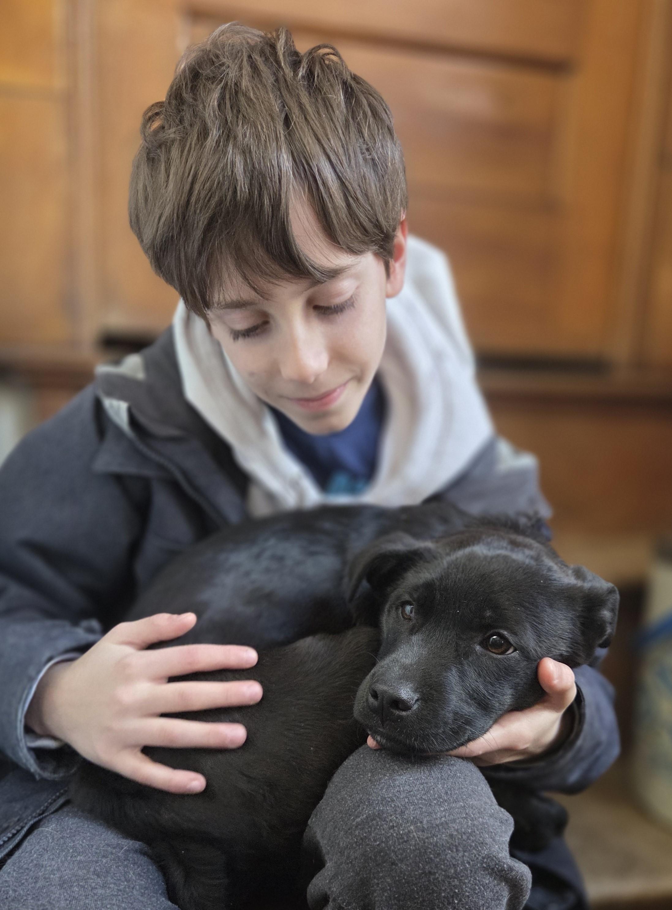 BARCLAY, ADOPTABLE, Puppy Male Labrador Retriever & German Shepherd Dog.