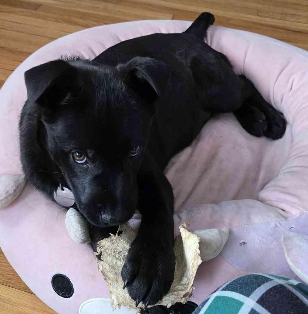 Enlarge BARCLAY, a ADOPTABLE mixed breed in Saint Paul, MN image 4/6