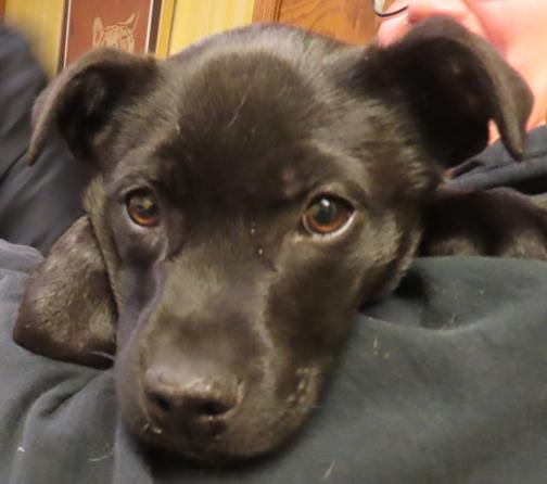 Enlarge BARCLAY, a ADOPTABLE mixed breed in Saint Paul, MN image 3/6