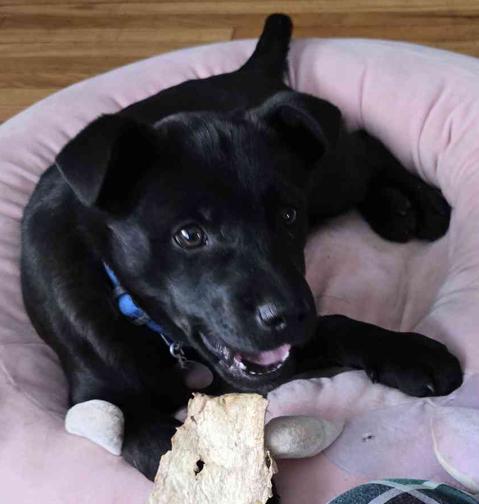 Enlarge BARCLAY, a ADOPTABLE mixed breed in Saint Paul, MN image 1/6