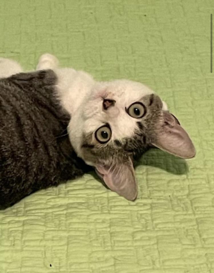 CP - NC Scooter, a Adoptable mixed breed in Winston Salem, NC image 3/6