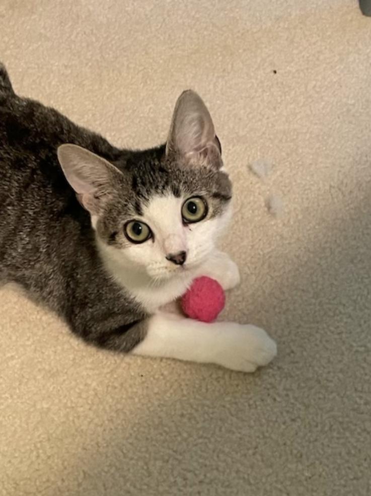 CP - NC Scooter, Adoptable, Kitten Male Domestic Short Hair.