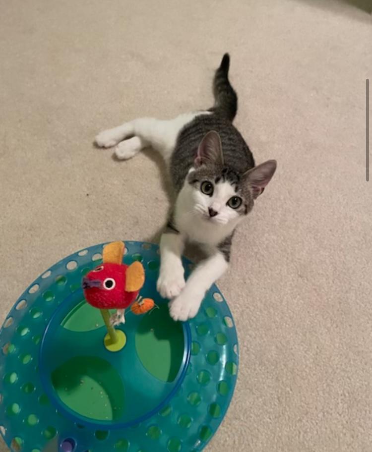 CP - NC Scooter, Adoptable, Kitten Male Domestic Short Hair.