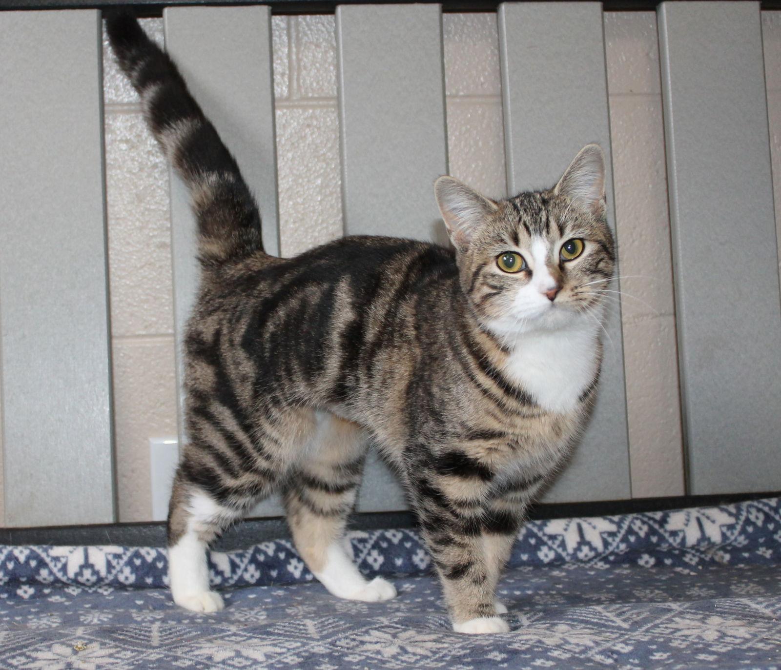 Mia - 42779, Adoptable, Young Female Domestic Short Hair & Tabby.