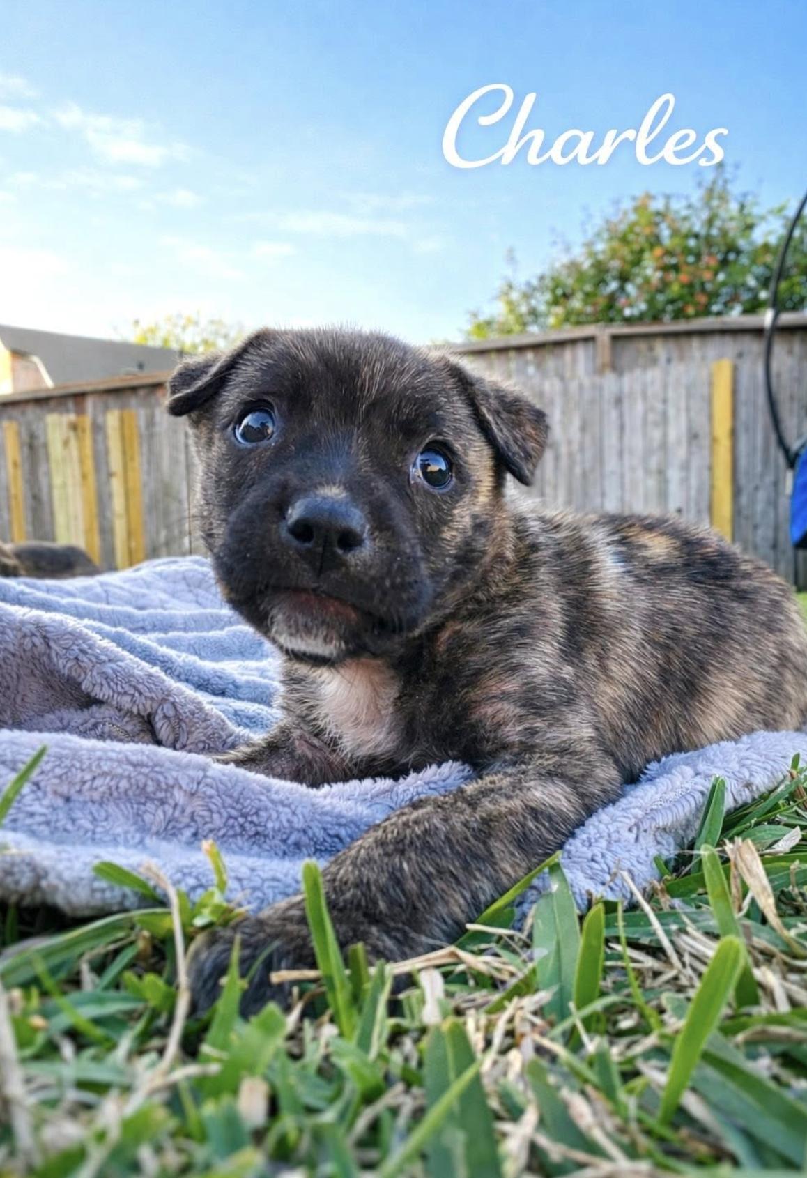 Charles — thumbnail 2