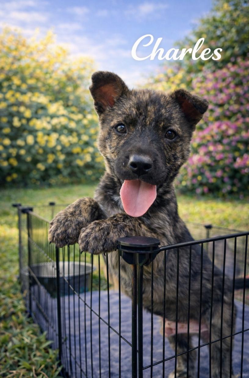 Charles — thumbnail 3