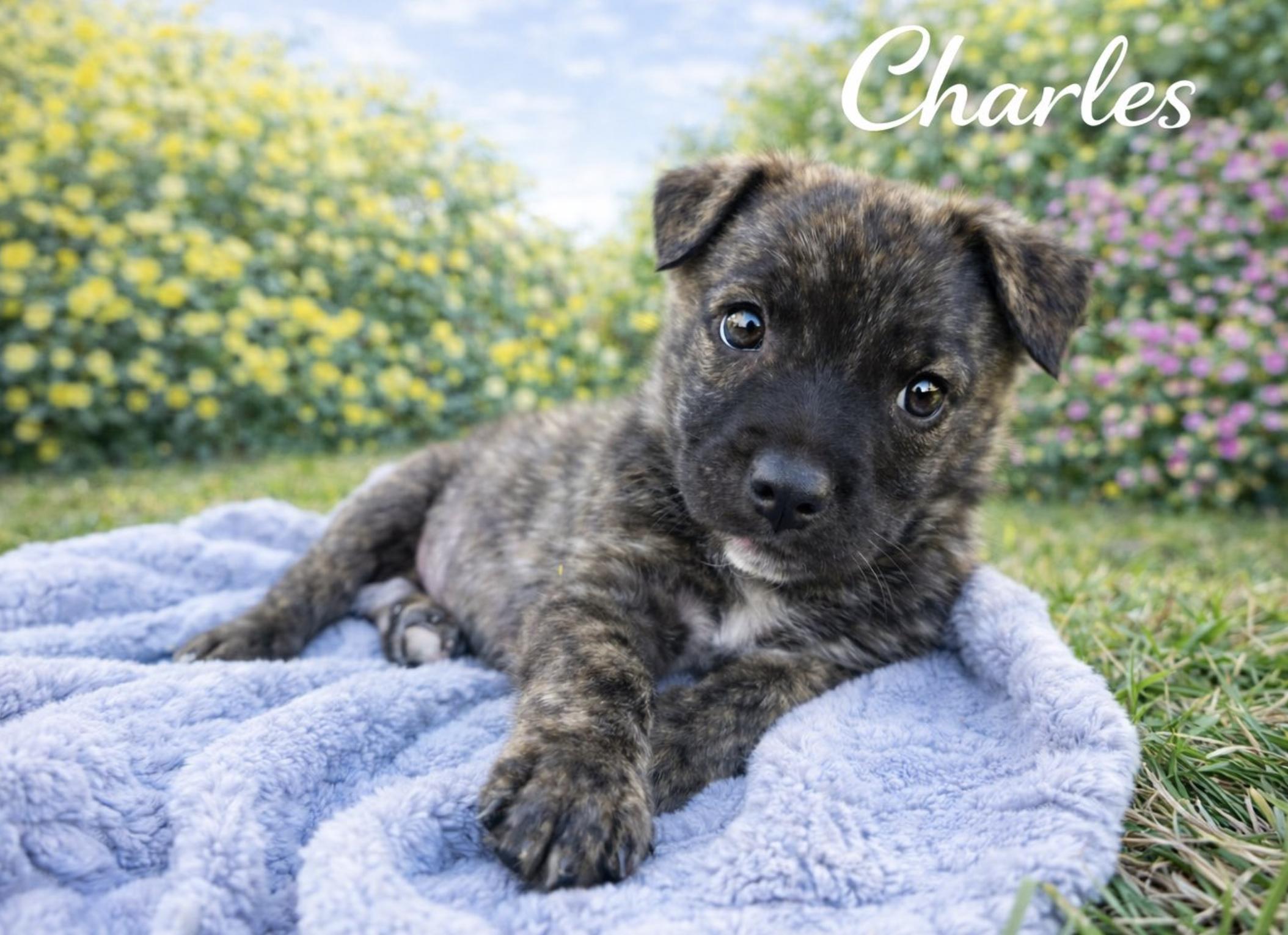 Charles — thumbnail 4