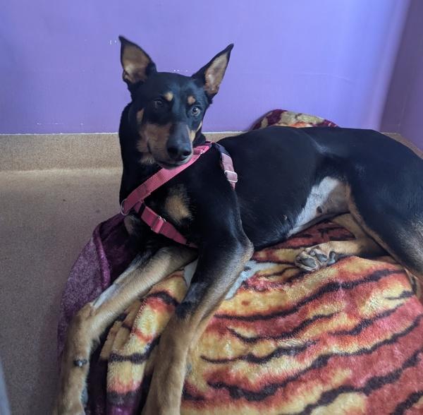 Sahara, Adoptable, Adult Female Mixed Breed.