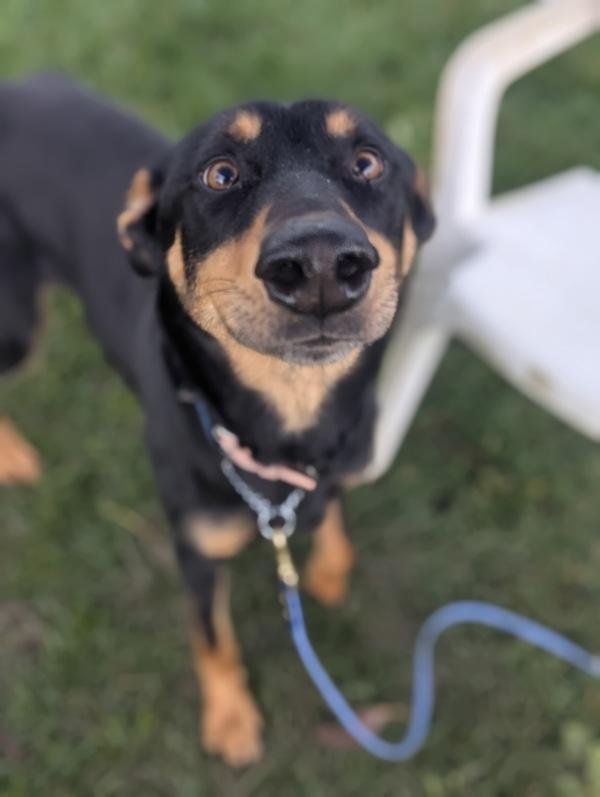 Enlarge Sahara, a Adoptable mixed breed in Santa Rosa, CA image 2/6