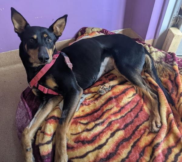 Enlarge Sahara, a Adoptable mixed breed in Santa Rosa, CA image 3/6