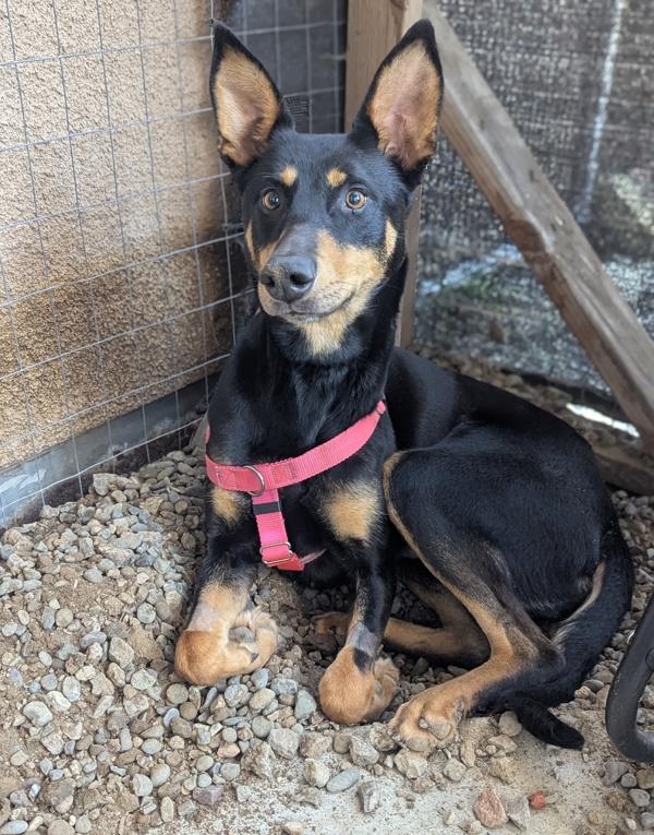 Enlarge Sahara, a Adoptable mixed breed in Santa Rosa, CA image 4/6