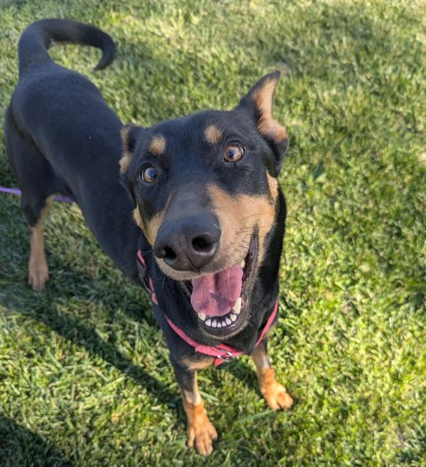 Enlarge Sahara, a Adoptable mixed breed in Santa Rosa, CA image 5/6
