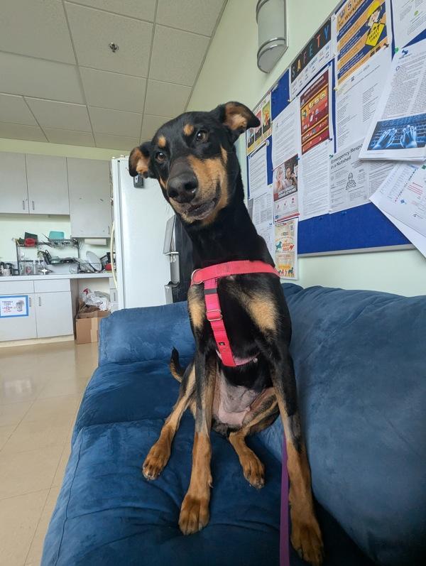 Enlarge Sahara, a Adoptable mixed breed in Santa Rosa, CA image 6/6