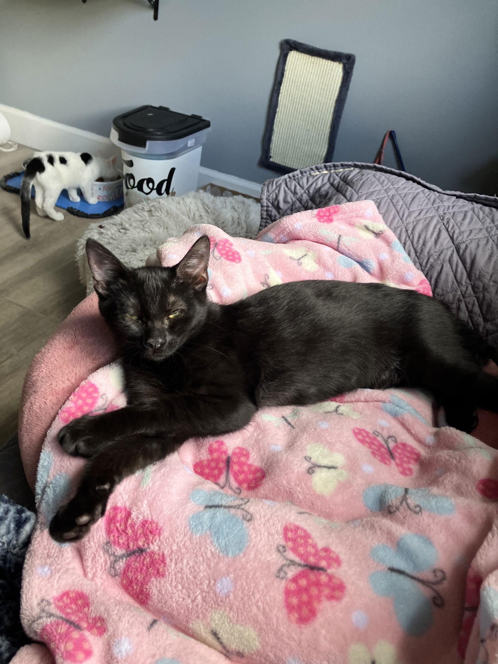 Raven, Adoptable, Young Female Domestic Short Hair.