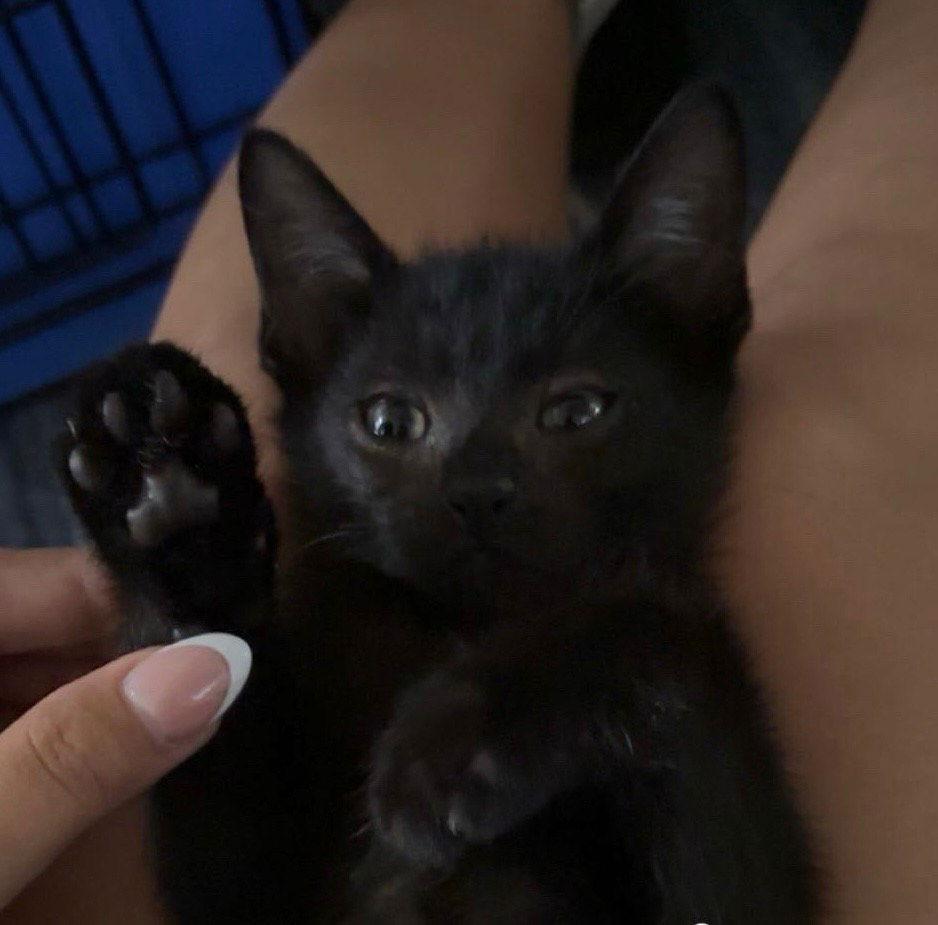 Enlarge Raven, a Adoptable Domestic Short Hair in Land O Lakes, FL image 2/2