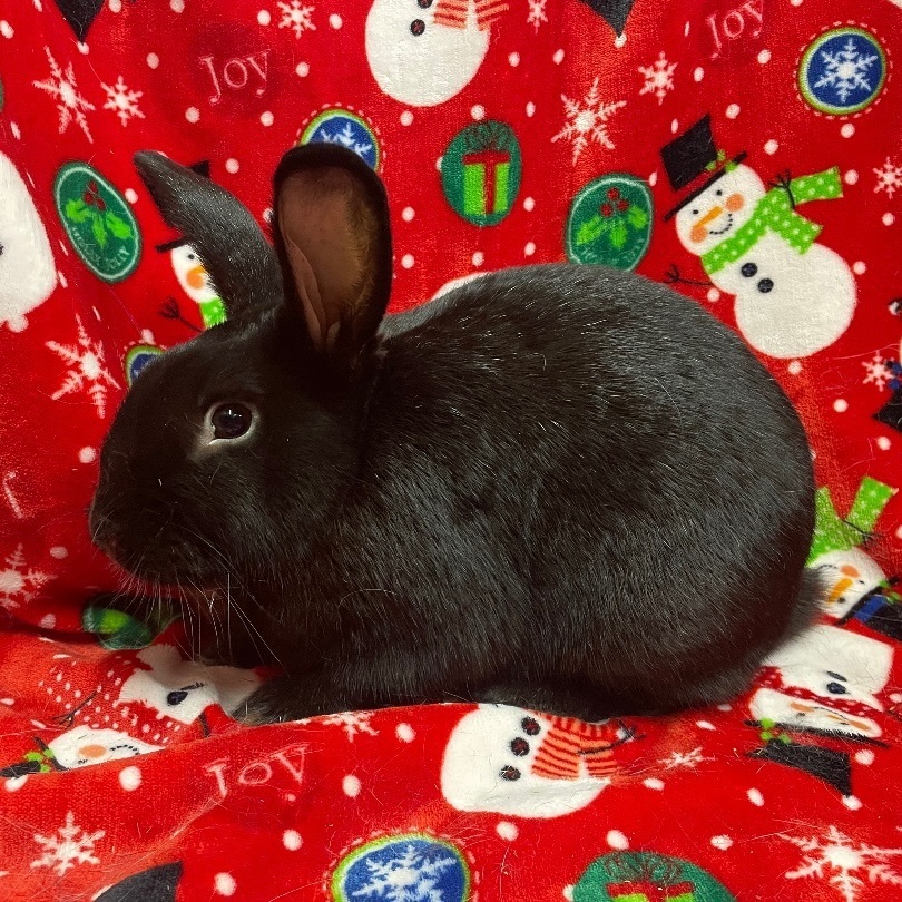 Walker, a Adoptable New Zealand in Indianapolis, IN image 2/6