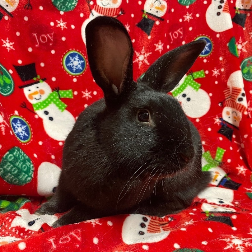 Walker, a Adoptable New Zealand in Indianapolis, IN image 3/6