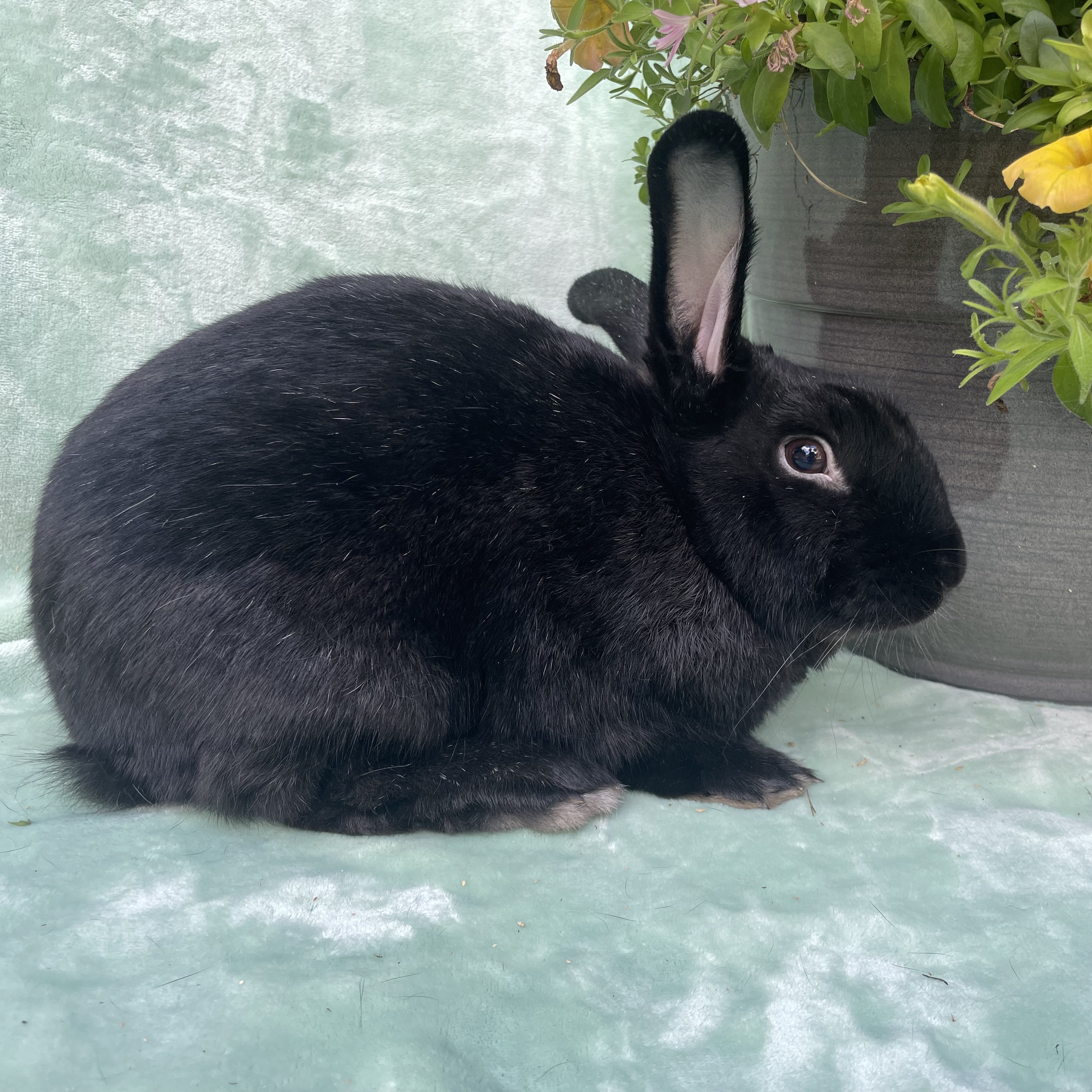 Walker, a Adoptable New Zealand in Indianapolis, IN image 5/6