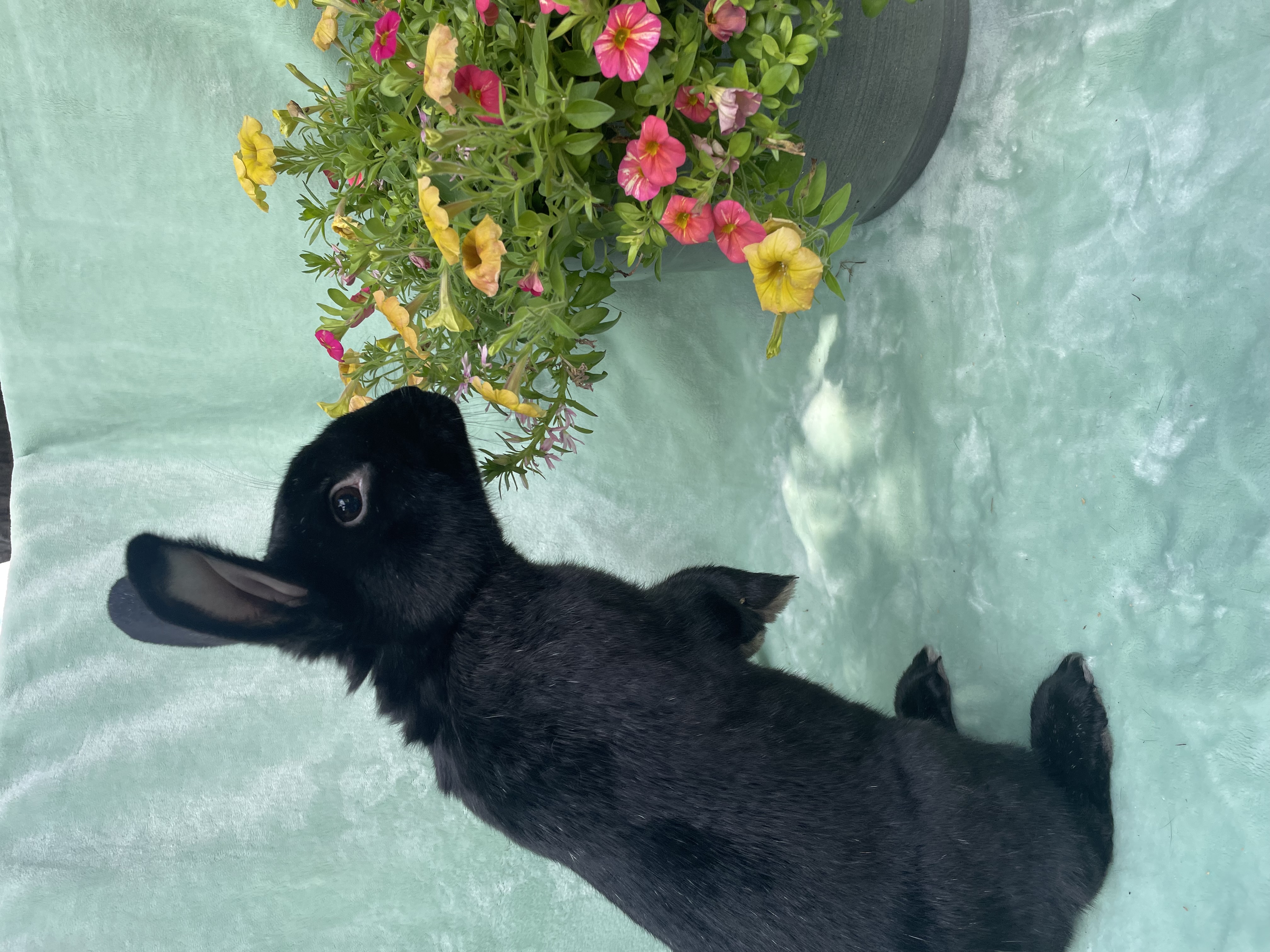 Walker, a Adoptable New Zealand in Indianapolis, IN image 6/6