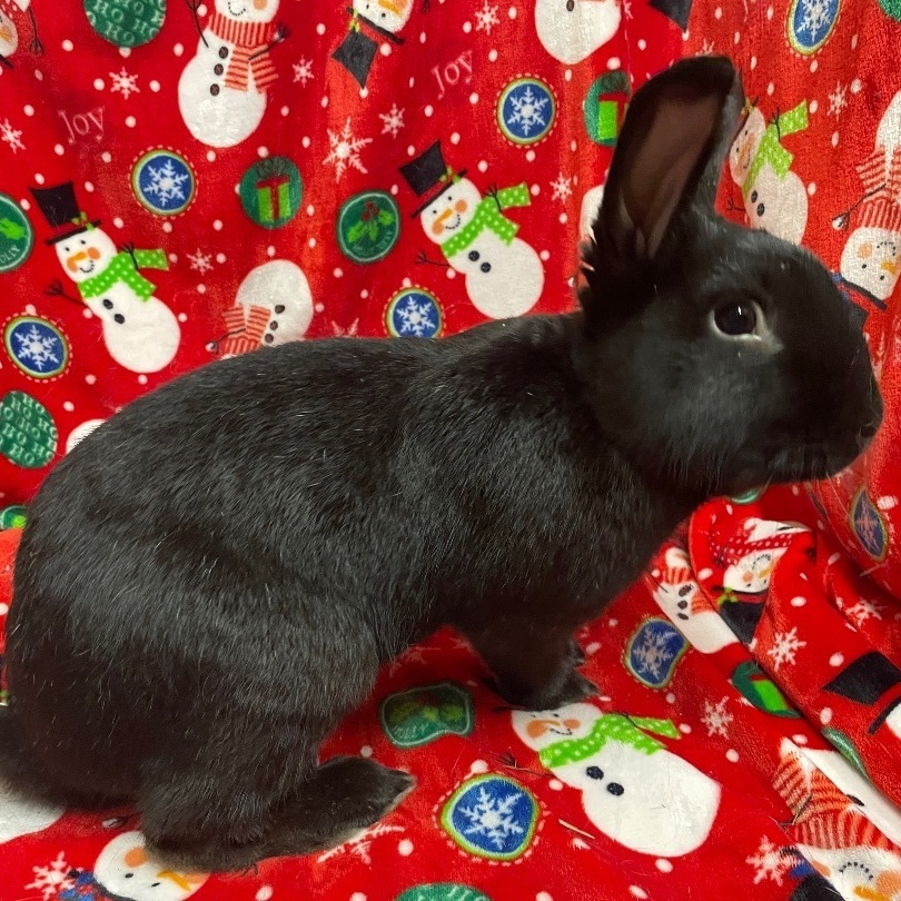 Walker, a Adoptable New Zealand in Indianapolis, IN image 4/6