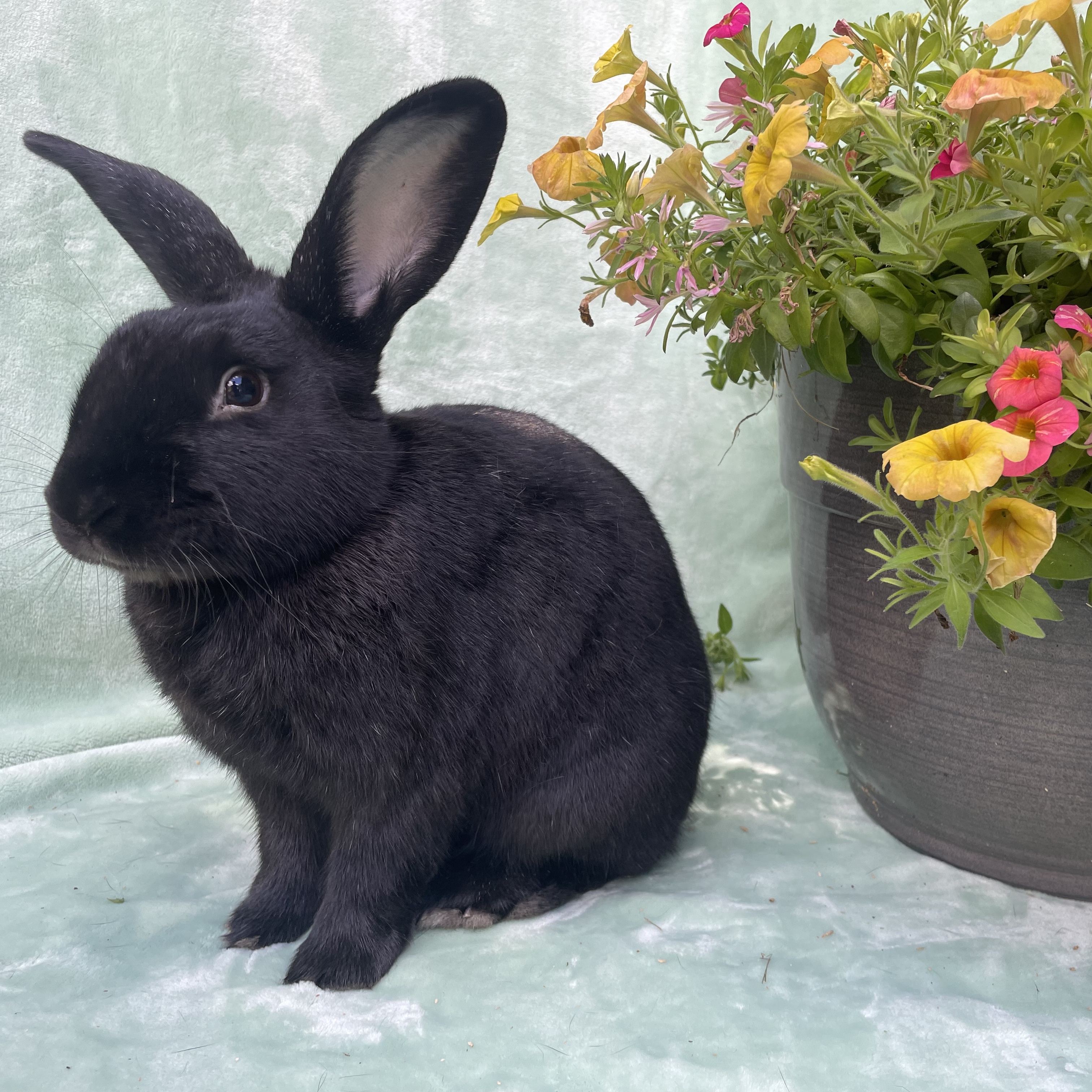 Walker, a Adoptable New Zealand in Indianapolis, IN image 1/6