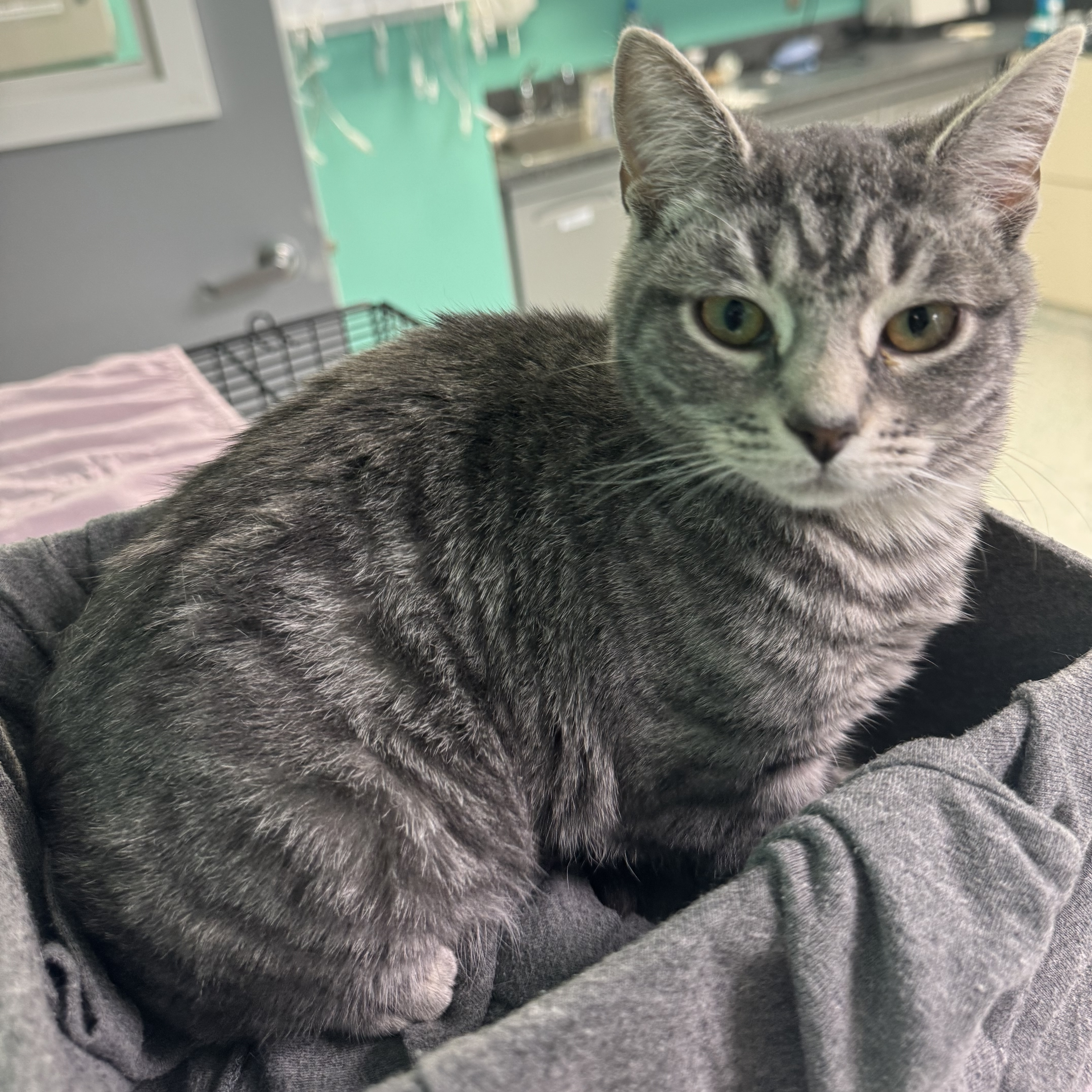 Thani, a Adoptable Domestic Short Hair in Richboro, PA image 4/5