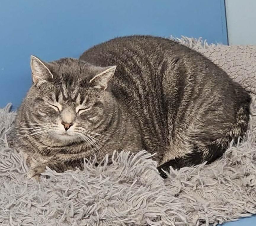 Enlarge Thani, a Adoptable Domestic Short Hair in Richboro, PA image 6/6