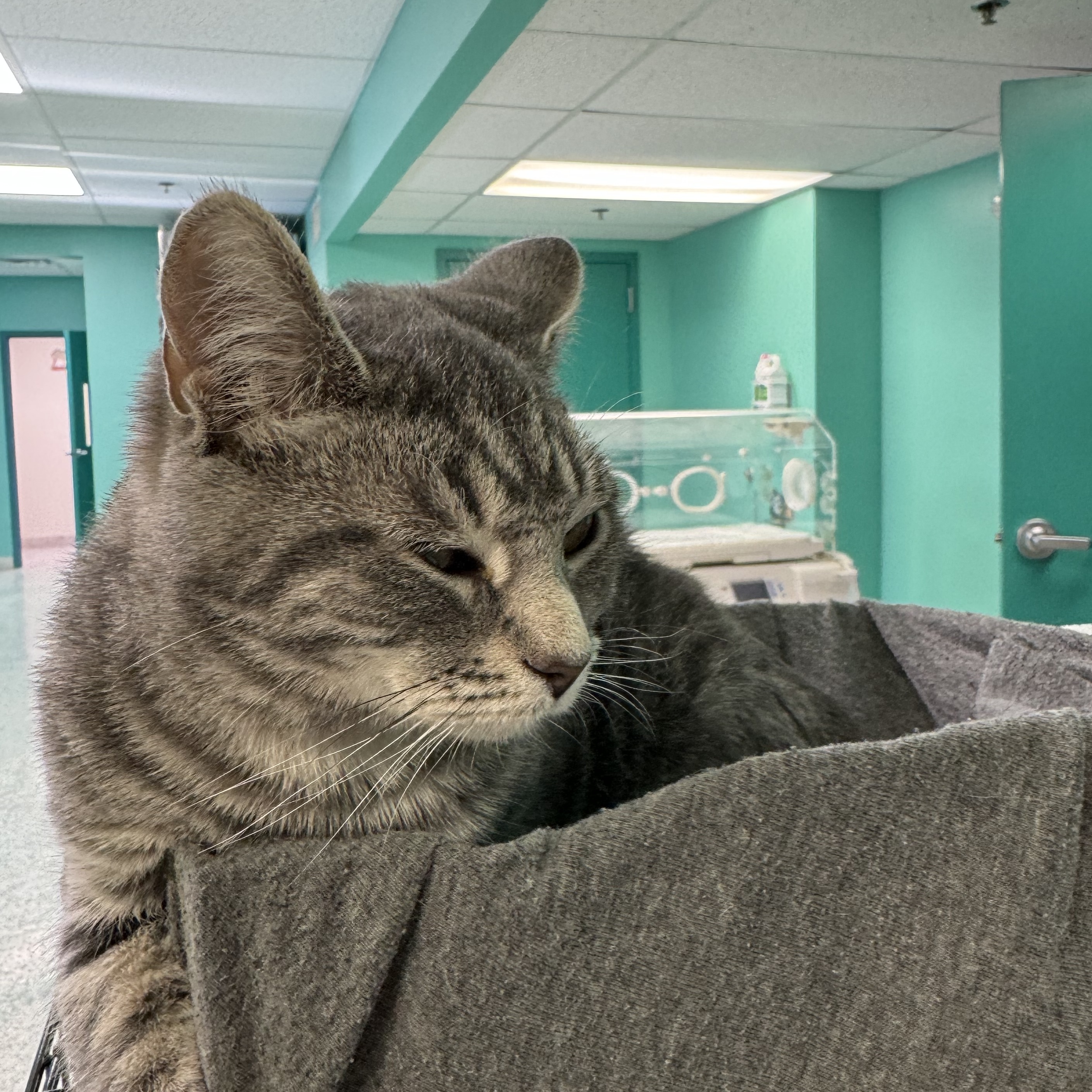 Thani, a Adoptable Domestic Short Hair in Richboro, PA image 5/5