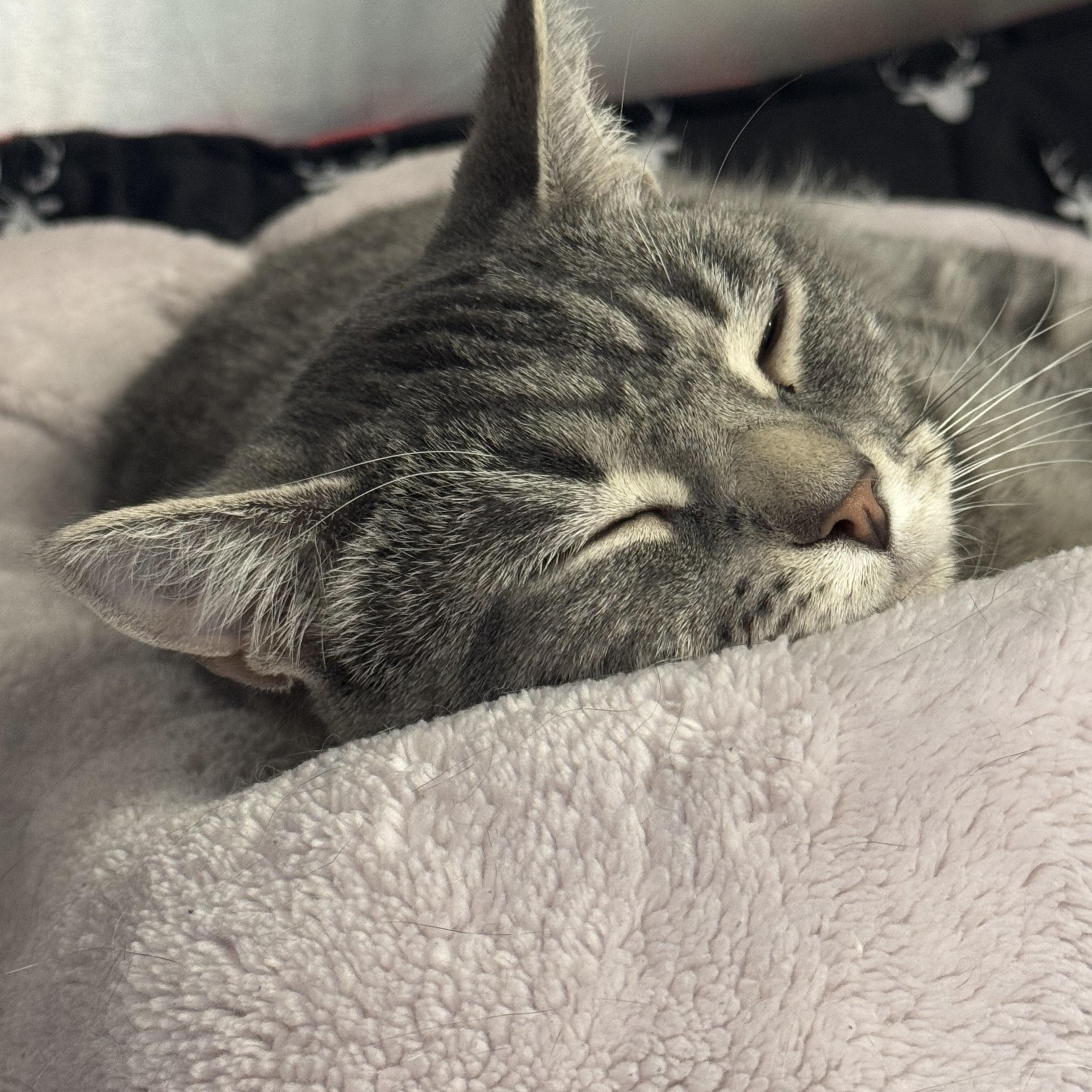 Thani, a Adoptable Domestic Short Hair in Richboro, PA image 2/5