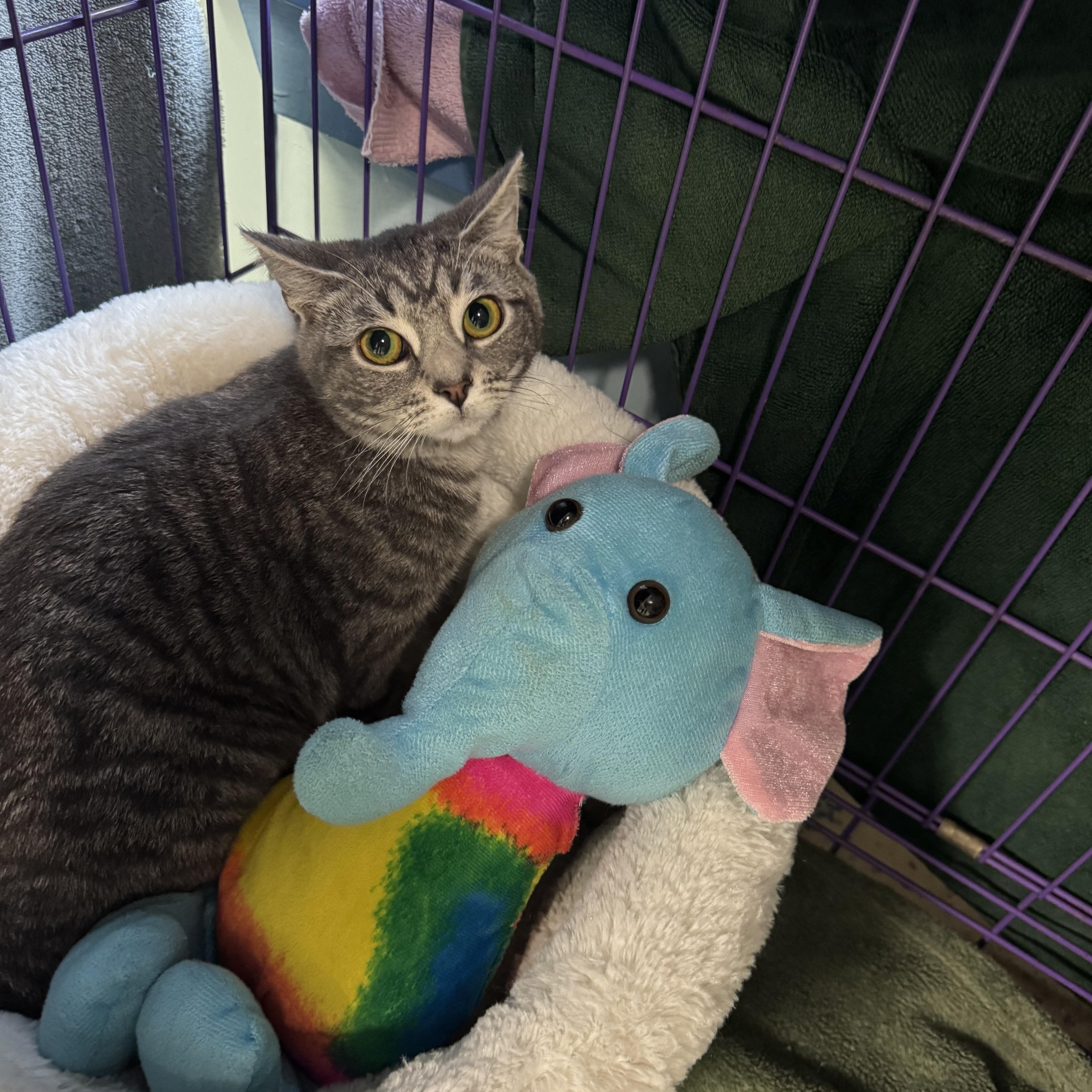 Thani, a Adoptable Domestic Short Hair in Richboro, PA image 1/5