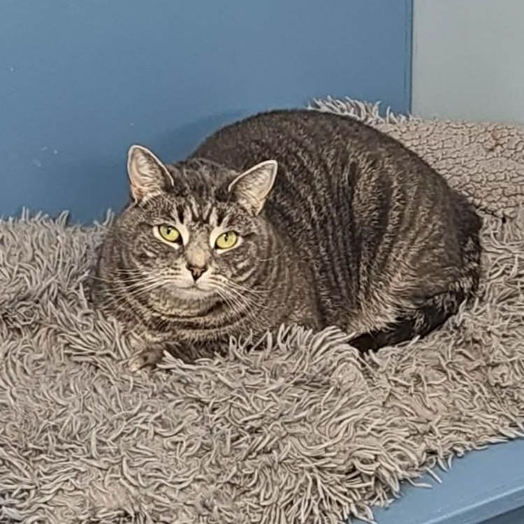 Thani, Adoptable, Young Female Domestic Short Hair.