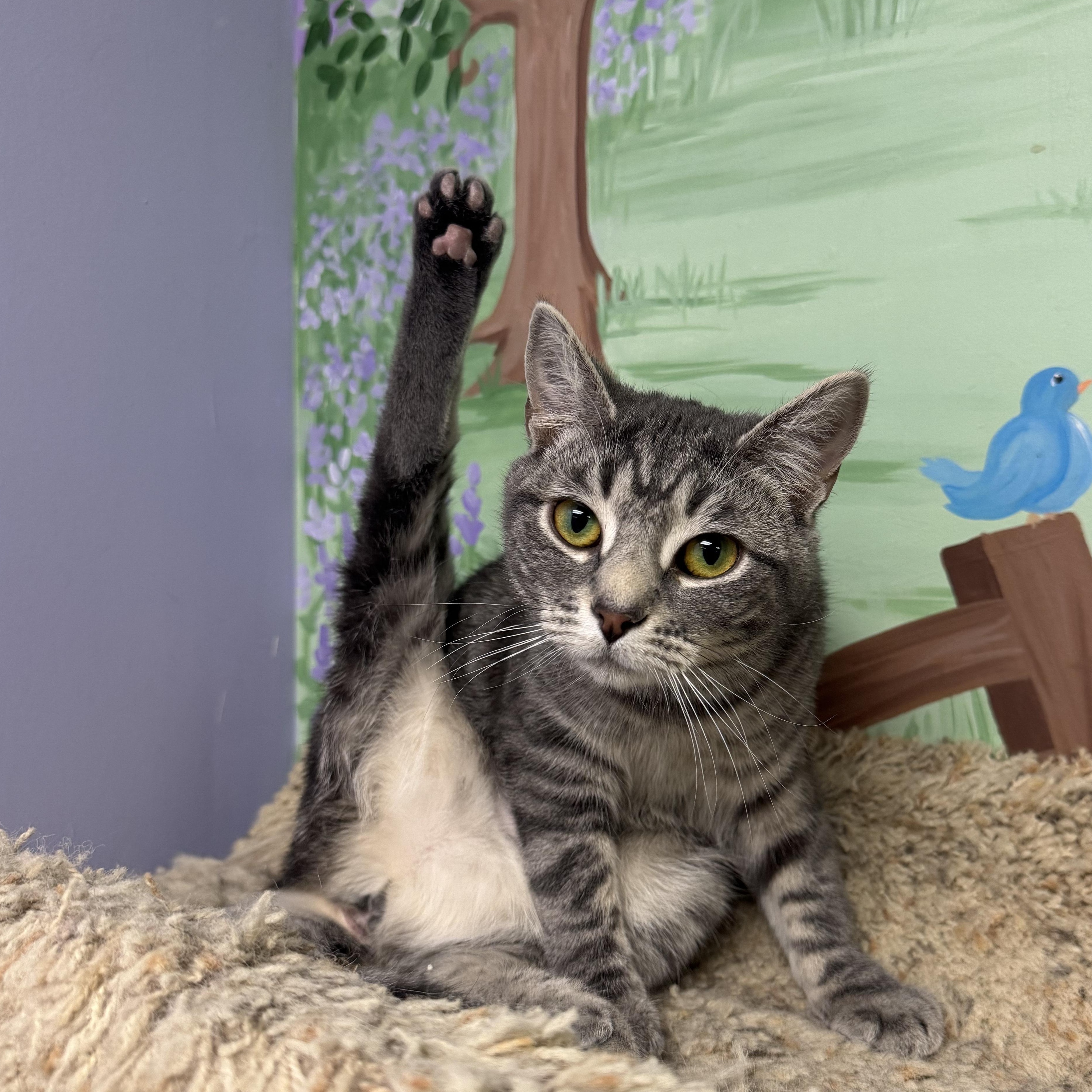 Thani, a Adoptable Domestic Short Hair in Richboro, PA image 3/5