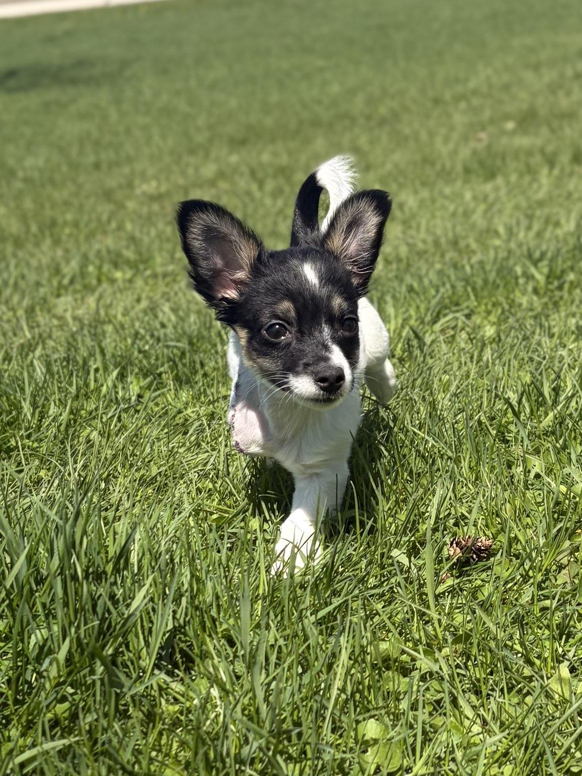 Enlarge Dante, an adopted mixed breed in Jefferson, WI image 4/4