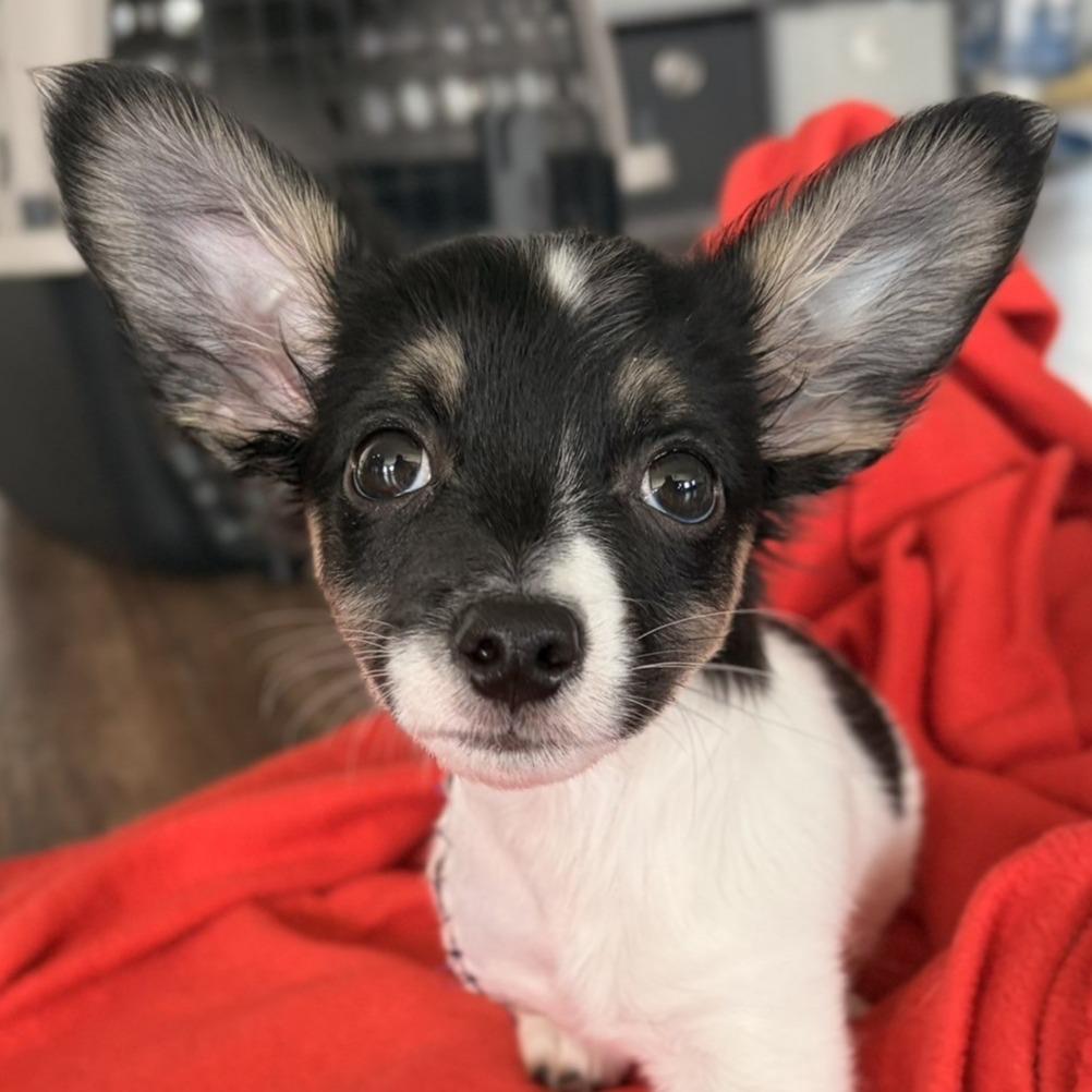 Dante, adopted, Puppy Male Rat Terrier.