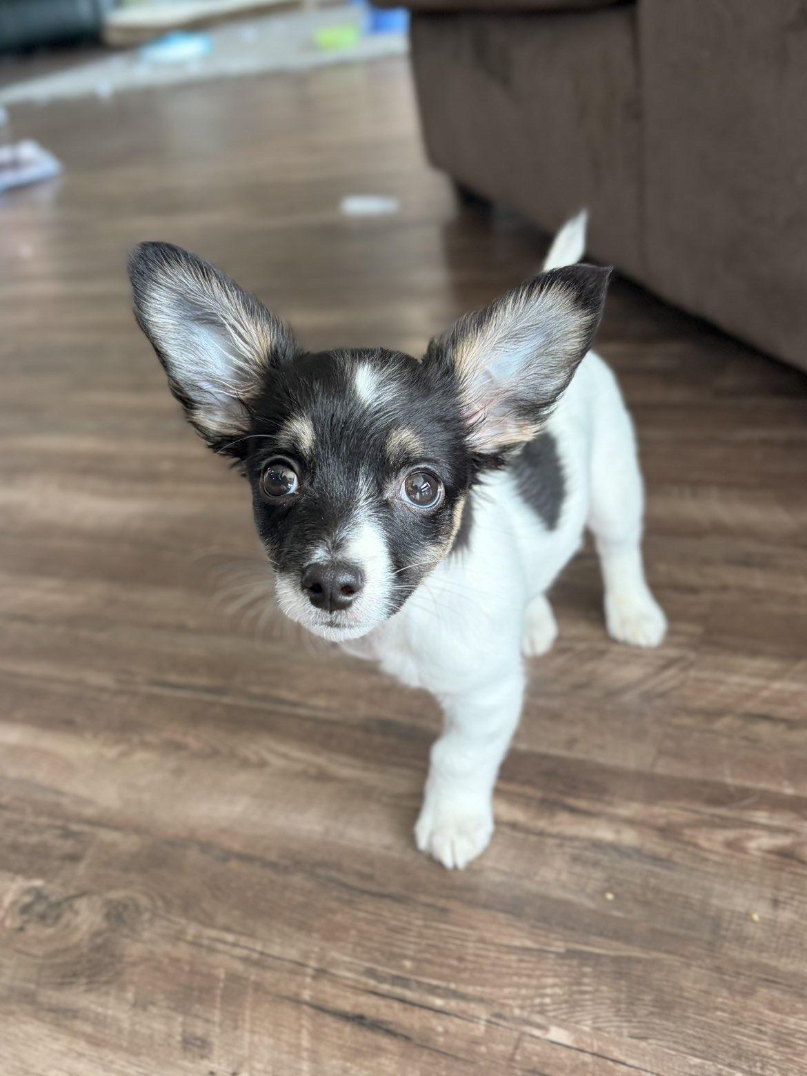 Enlarge Dante, an adopted mixed breed in Jefferson, WI image 3/4