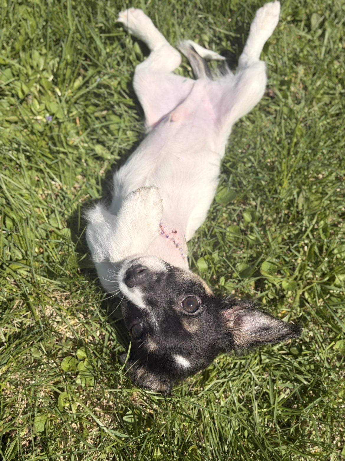 Enlarge Dante, an adopted mixed breed in Jefferson, WI image 2/4