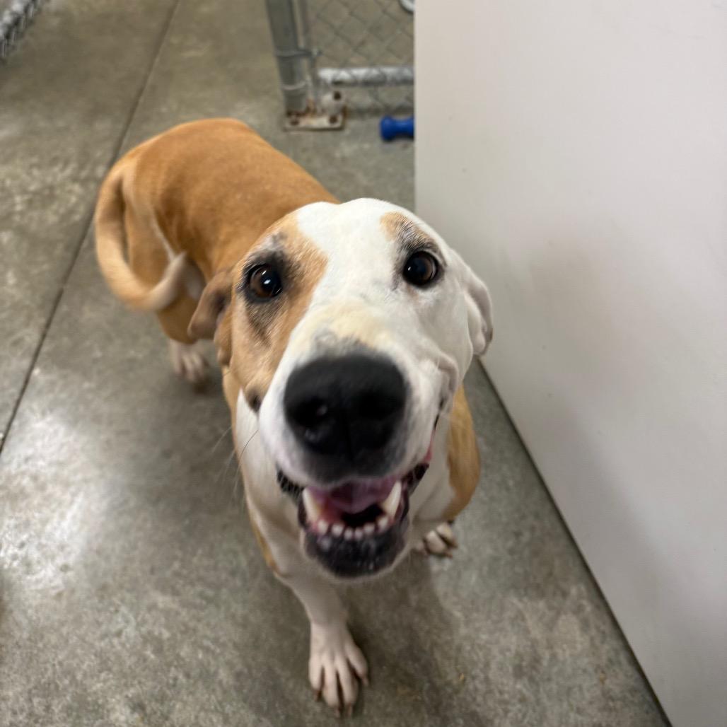 Honeydew, a Adoptable mixed breed in Muncie, IN image 2/5