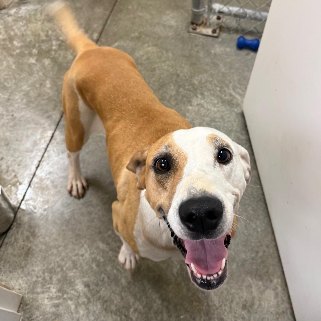 Honeydew, a Adoptable mixed breed in Muncie, IN image 3/5