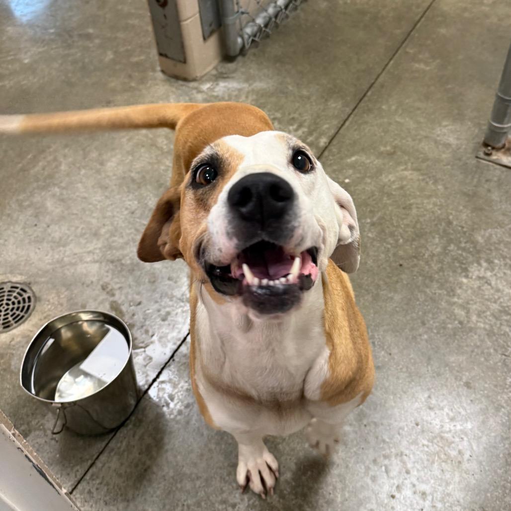 Honeydew, a Adoptable mixed breed in Muncie, IN image 4/5